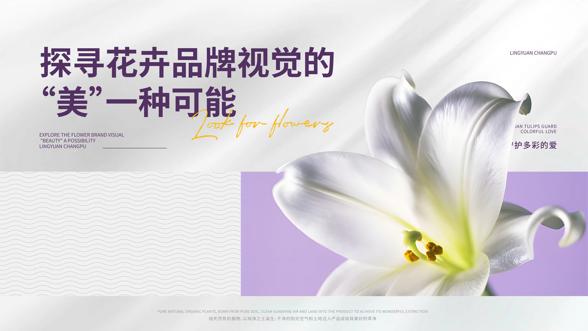 凌源百合ip设计